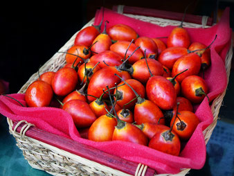 Tamarillo reif geerntet