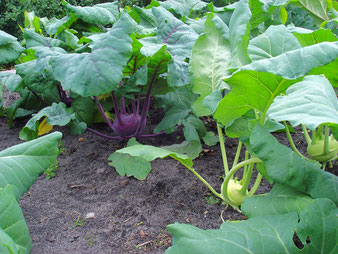 Kohlrabi im Beet