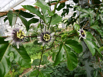 Maracujablüten im Tropenhaus am Rennsteig