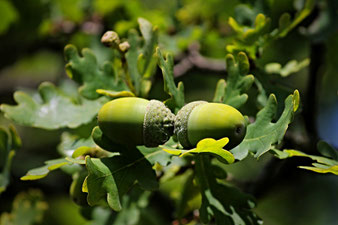 Eiche mit Fruchtstand (Eicheln)