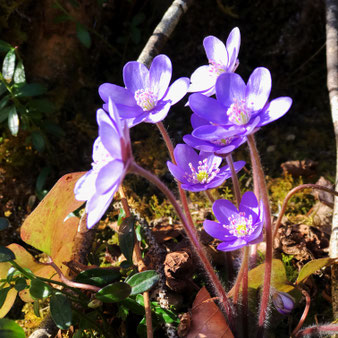 Leberblümchen