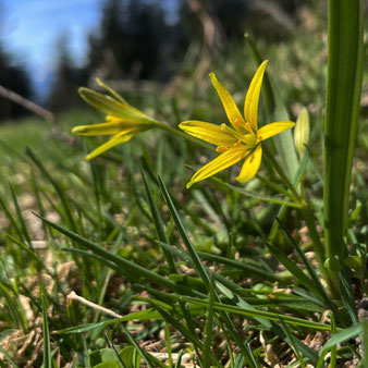 Wald-Gelbstern