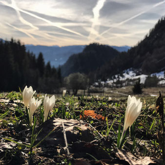 Frühlings-Krokus