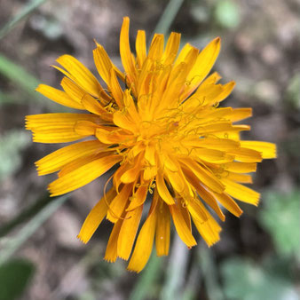 Gold-Pippau