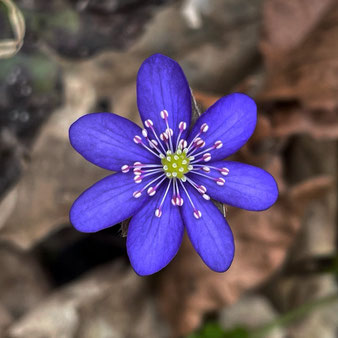 Gewöhnliches Leberblümchen