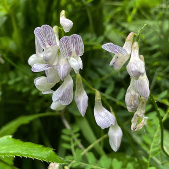 Wald-Wicke