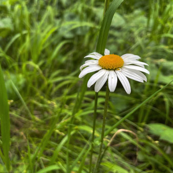 Wiesen-Margerite