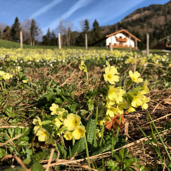 Hohe Schlüsselblume