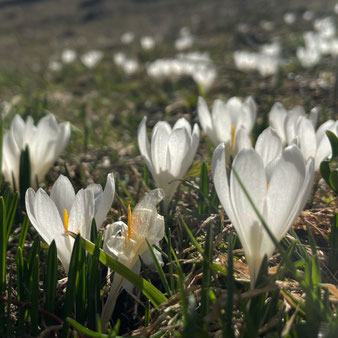 Frühlings-Krokus
