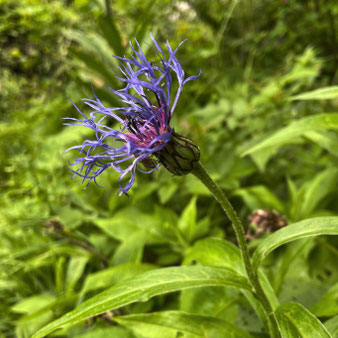 Berg-Flockenblume