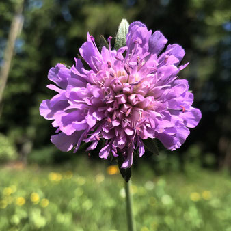 Wiesen-Wittwenblume