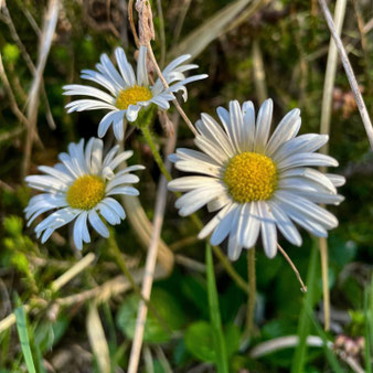 Alpenmaßlieb
