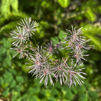 Akeleiblättrige Wiesenraute