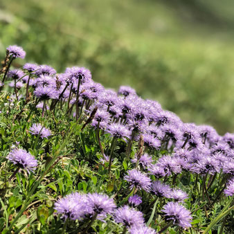 Herzblättrige Kugelblume