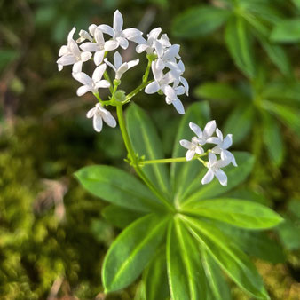 Waldmeister