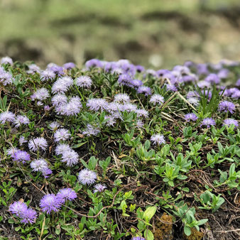 Herzblättrige Kugelblume