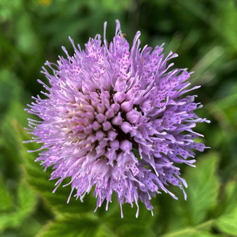 Kugelorchis