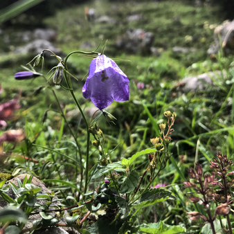 Rundblättrige Glockenblume