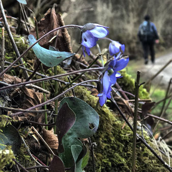 Leberblümchen