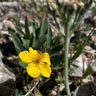 Gewöhnliches Sonnenröschen