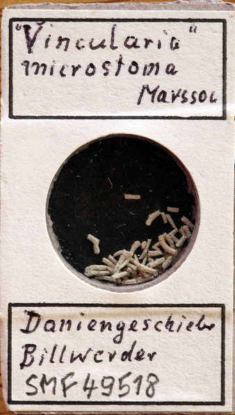 Senckenberg, Bryozoa, Bryozoen, Moostierchen, Sammlung Voigt