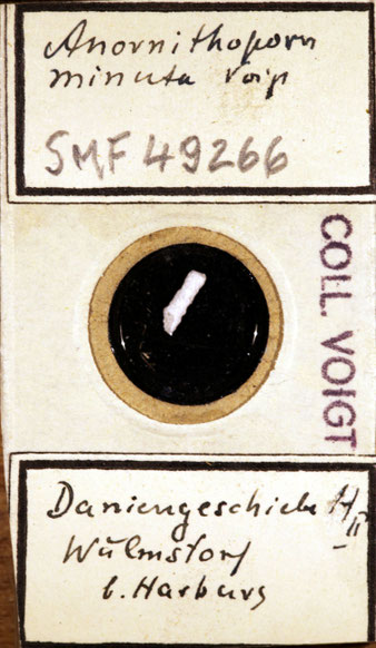 Senckenberg, Bryozoa, Bryozoen, Moostierchen, Sammlung Voigt