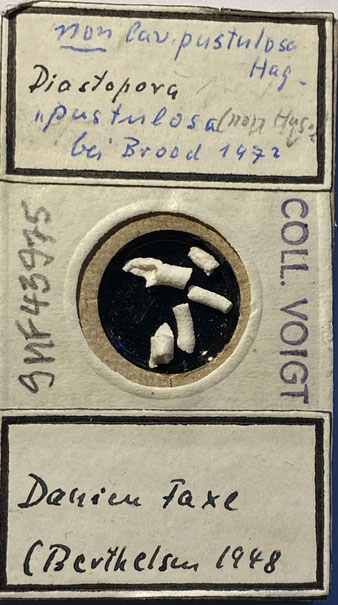 Senckenberg, Bryozoa, Bryozoen, Moostierchen, Sammlung Voigt