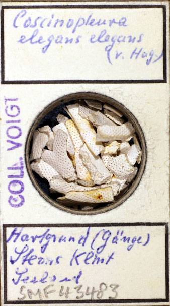 Senckenberg, Bryozoa, Bryozoen, Moostierchen, Sammlung Voigt