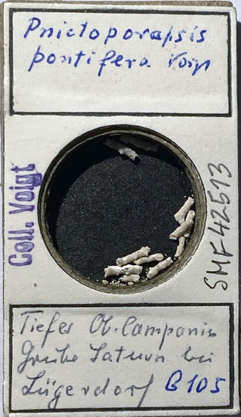 Senckenberg, Bryozoa, Bryozoen, Moostierchen, Sammlung Voigt