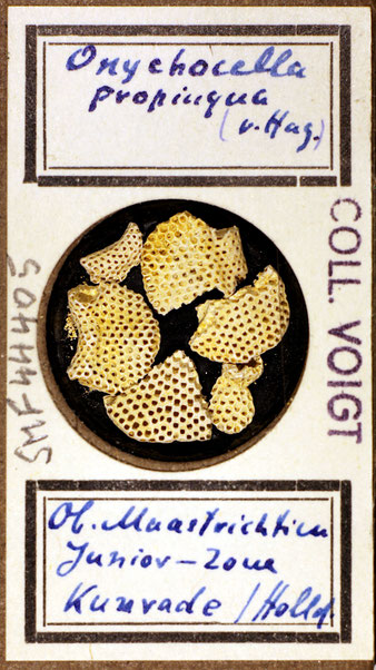 Bryozoa aus Sammlung Senckenberg Frankfurt, CC BY: Dr. Rainer Teubner