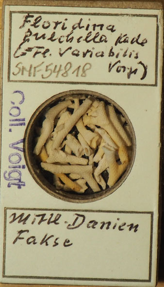 Senckenberg, Bryozoa, Bryozoen, Moostierchen, Sammlung Voigt