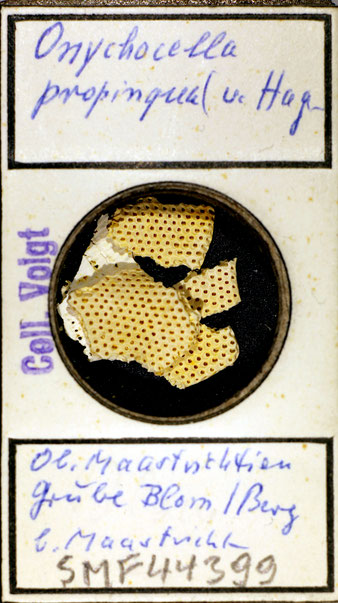 Senckenberg, Bryozoa, Bryozoen, Moostierchen, Sammlung Voigt