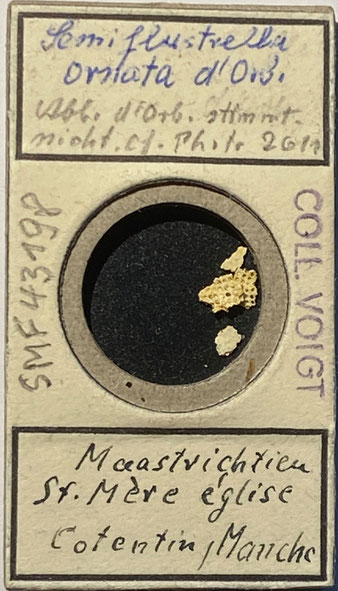 Senckenberg, Bryozoa, Bryozoen, Moostierchen, Sammlung Voigt