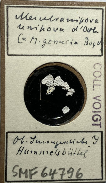 Senckenberg, Bryozoa, Bryozoen, Moostierchen, Sammlung Voigt