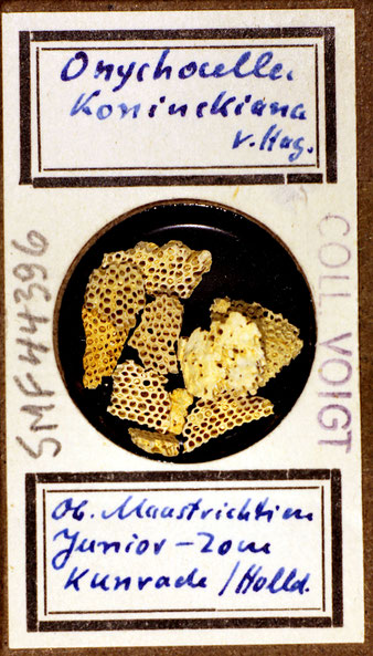 Bryozoa aus Sammlung Senckenberg Frankfurt, CC BY:  Dr. Rainer Teubner