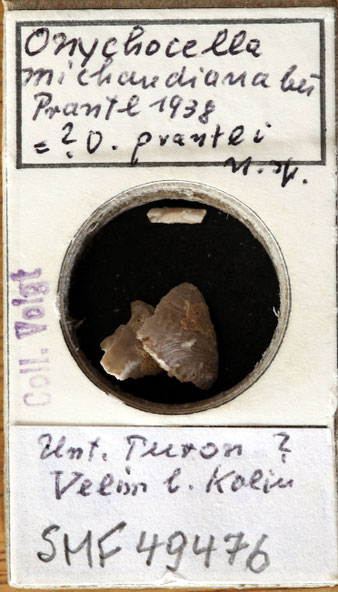 Senckenberg, Bryozoa, Bryozoen, Moostierchen, Sammlung Voigt