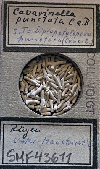 Senckenberg, Bryozoa, Bryozoen, Moostierchen, Sammlung Voigt
