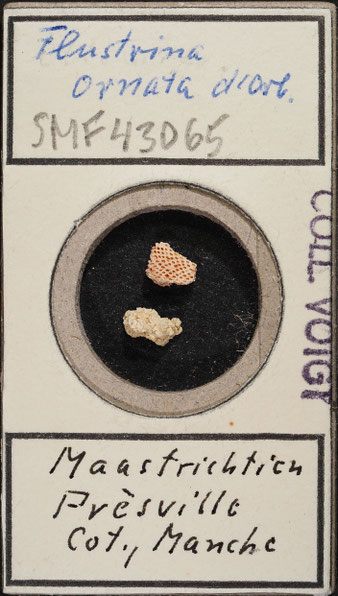 Senckenberg, Bryozoa, Bryozoen, Moostierchen, Sammlung Voigt