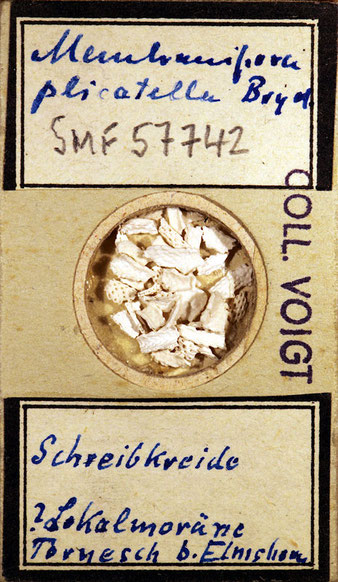 Senckenberg, Bryozoa, Bryozoen, Moostierchen, Sammlung Voigt