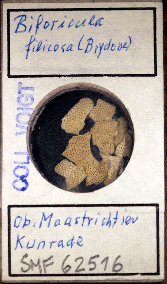 Senckenberg, Bryozoa, Bryozoen, Moostierchen, Sammlung Voigt