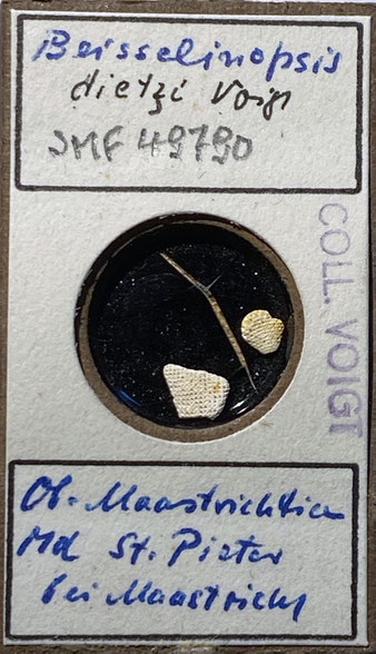 Senckenberg, Bryozoa, Bryozoen, Moostierchen, Sammlung Voigt