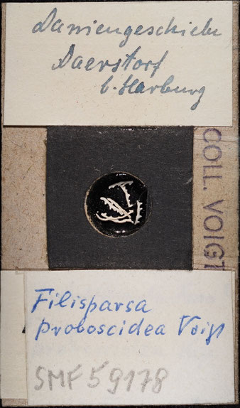Senckenberg, Bryozoa, Bryozoen, Moostierchen, Sammlung Voigt