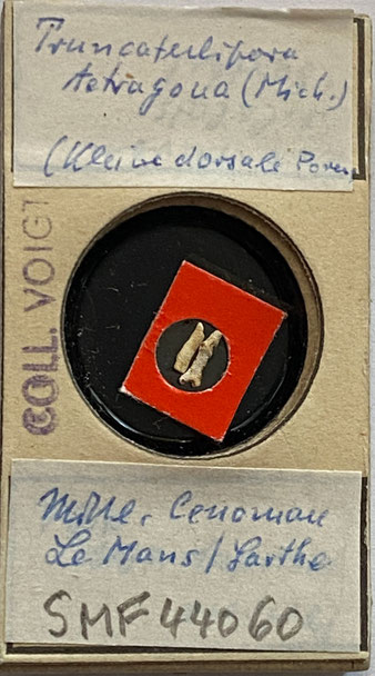 Senckenberg, Bryozoa, Bryozoen, Moostierchen, Sammlung Voigt