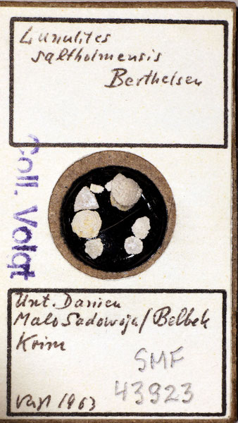 Senckenberg, Bryozoa, Bryozoen, Moostierchen, Sammlung Voigt