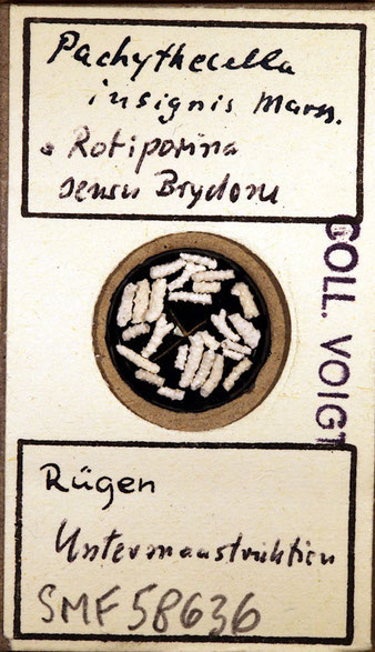 Senckenberg, Bryozoa, Bryozoen, Moostierchen, Sammlung Voigt