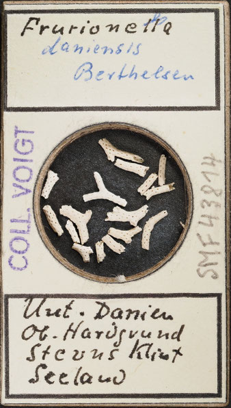 Senckenberg, Bryozoa, Bryozoen, Moostierchen, Sammlung Voigt