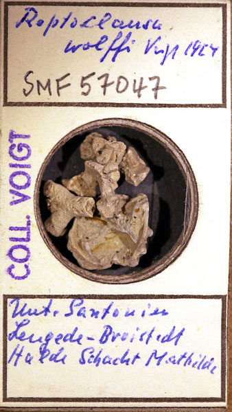 Senckenberg, Bryozoa, Bryozoen, Moostierchen, Sammlung Voigt