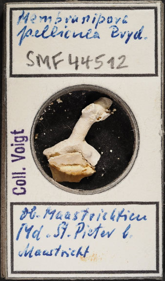 Senckenberg, Bryozoa, Bryozoen, Moostierchen, Sammlung Voigt