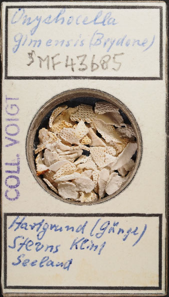 Senckenberg, Bryozoa, Bryozoen, Moostierchen, Sammlung Voigt