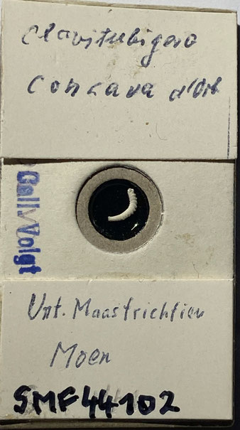 Senckenberg, Bryozoa, Bryozoen, Moostierchen, Sammlung Voigt